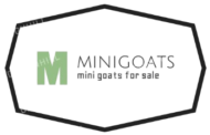 minigoatsforsale.com